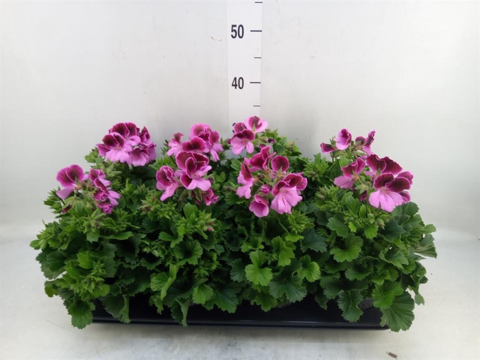 <h4>Pelargonium gran.   ..</h4>
