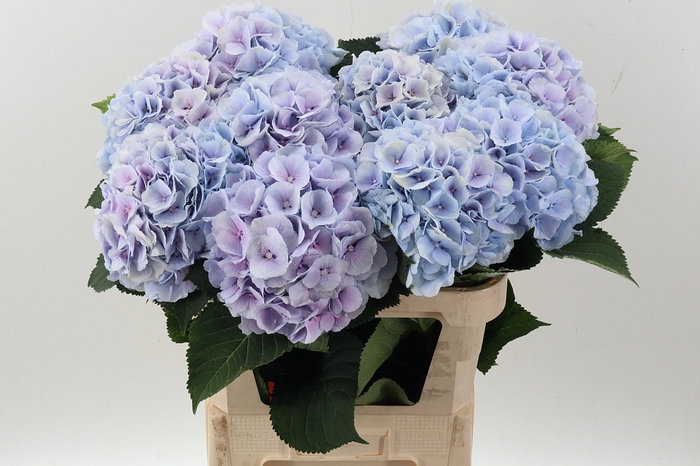 <h4>Hydr M Ch Verena Bl</h4>