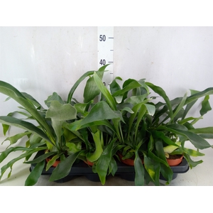 Platycerium bifurc. 'Netherlands'