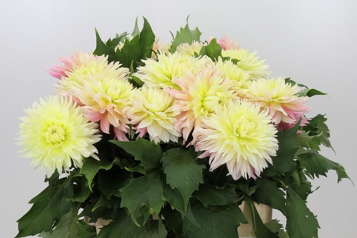 <h4>Dahlia Just Married</h4>