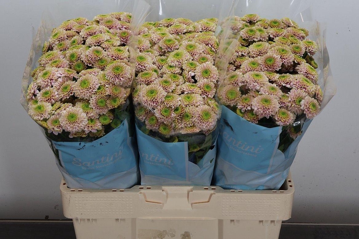 <h4>Chr S Davina</h4>