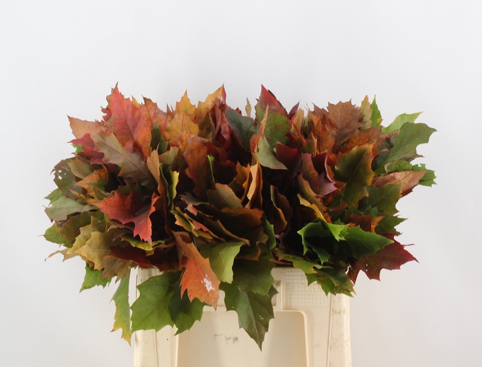 <h4>QUERC RUBRA</h4>