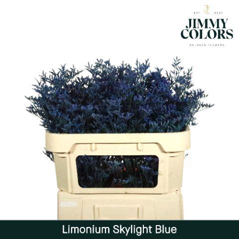 <h4>Limonium Skylight L70 Blue</h4>