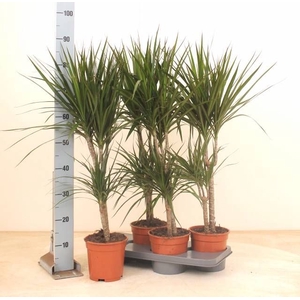 DRA MARGINATA