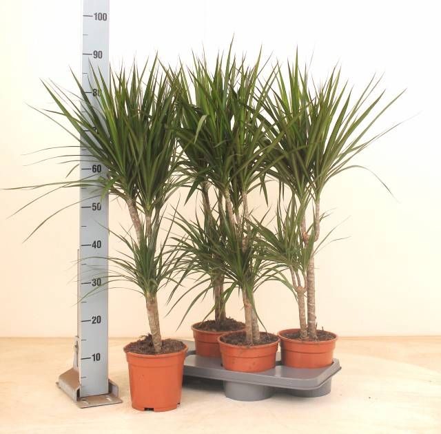 <h4>DRA MARGINATA</h4>