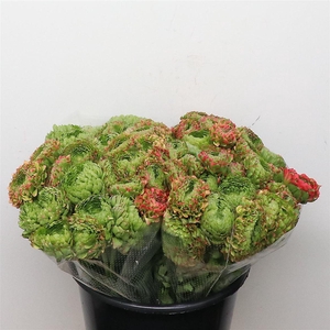 Ran Ponpon Flora Peach Extra