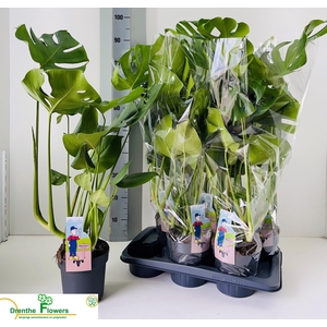 MONSTERA DELICIOSA