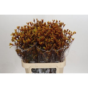 Anigozanthos Gold Fever