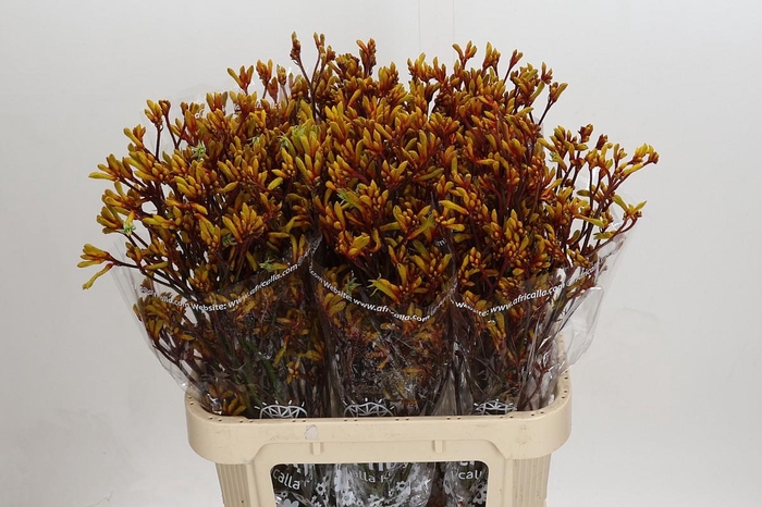 Anigozanthos Gold Fever