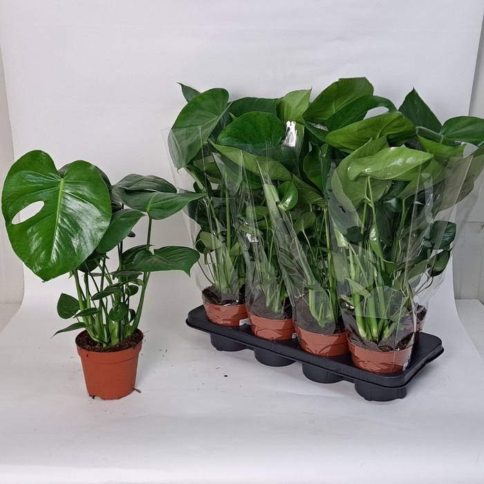<h4>MONSTERA DELICIOSA</h4>