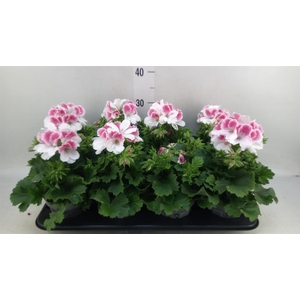 Pelargonium gran.   ..
