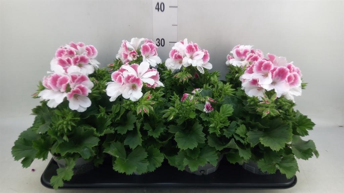 <h4>Pelargonium gran.   ..</h4>