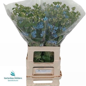 Oxy Co Tan Pure Blu