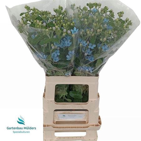 <h4>Oxy Co Tan Pure Blu</h4>