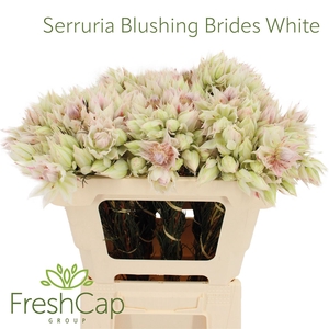 Serruria Blushing Brides White 4-6 Flwrs