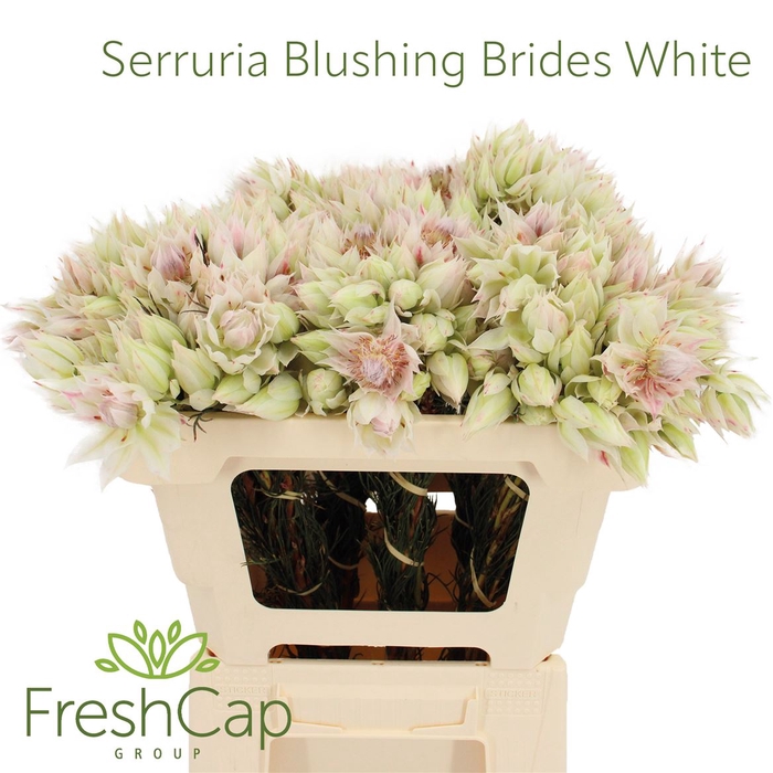 <h4>Serruria Blushing Brides White 4-6 Flwrs</h4>