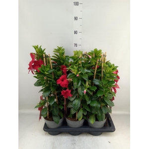 Mandevilla sand. 'SumStar Red'