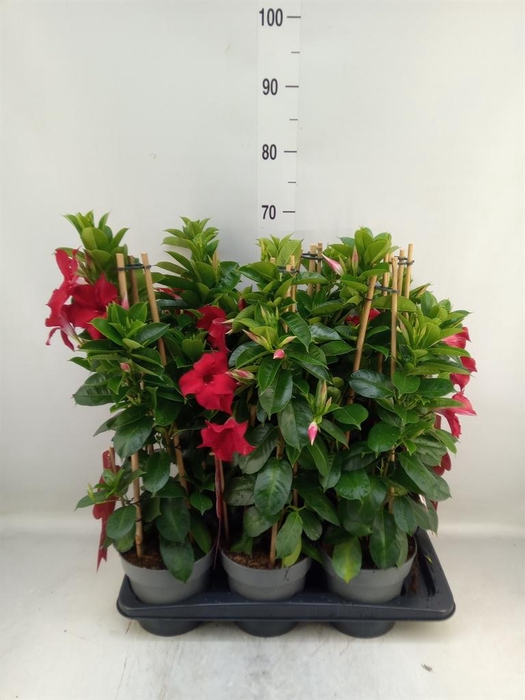 <h4>Mandevilla sand. 'SumStar Red'</h4>