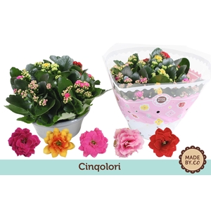 Kalanchoë Cinqolori - Carnaval