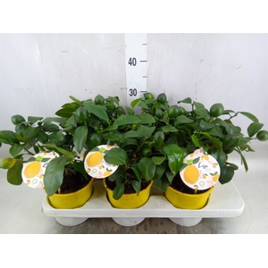 Citrus meyeri 'Meyer'