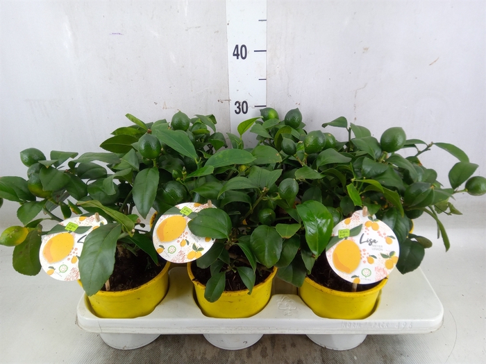 <h4>Citrus meyeri 'Meyer'</h4>