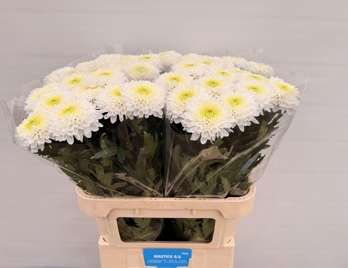 <h4>CHR G KOKOS</h4>