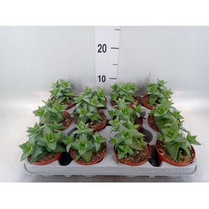 Crassula perforata