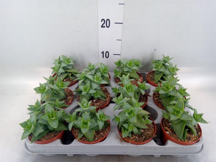 <h4>Crassula perforata</h4>