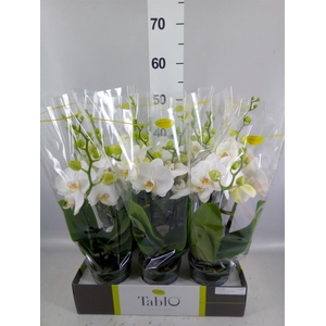 Phalaenopsis   ...white