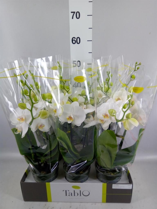 <h4>Phalaenopsis   ...white</h4>