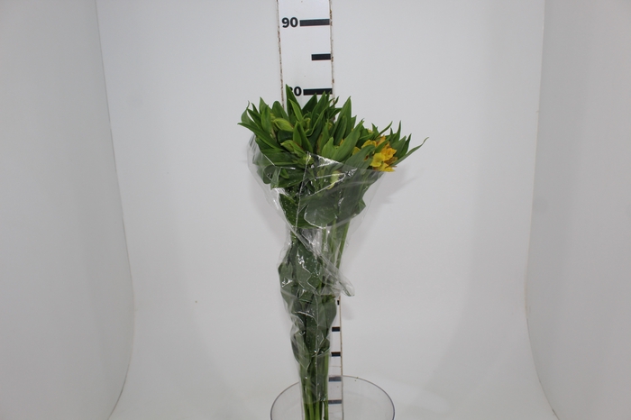 <h4>ALSTROEMERIA FLORIDA 080 CM</h4>