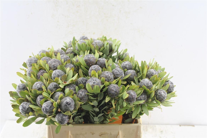 <h4>Leucad Pubescens</h4>