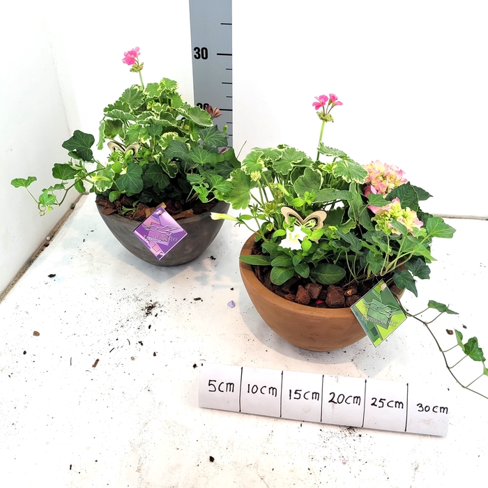 <h4>ARR TUINPLANTEN</h4>