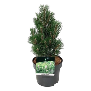 Pinus nigra 'Richard'