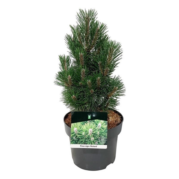 <h4>Pinus nigra 'Richard'</h4>