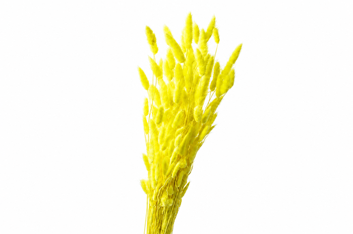 <h4>Dried Bleached Lagurus Yellow 100gr</h4>