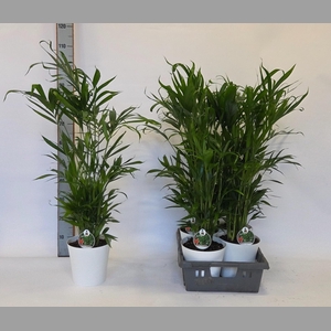 CHAMAED CATARACTARUM