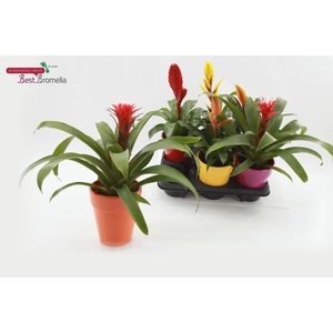 BROMELIA MIX CERAMICS P13