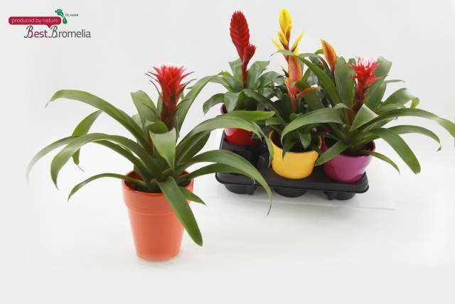 <h4>BROMELIA MIX CERAMICS P13</h4>