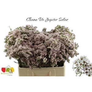 CHAME UN JUPITER SOL