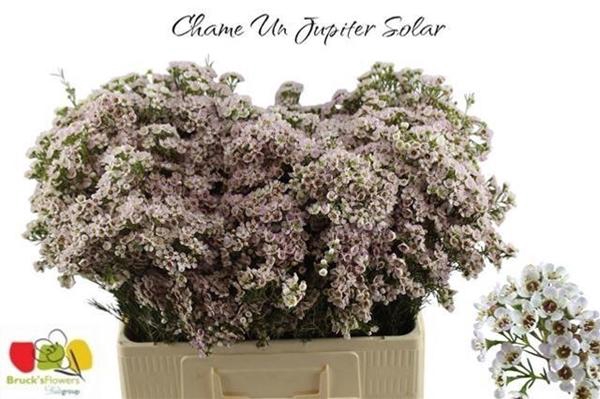 <h4>CHAME UN JUPITER SOL</h4>