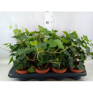 Hedera hibernica