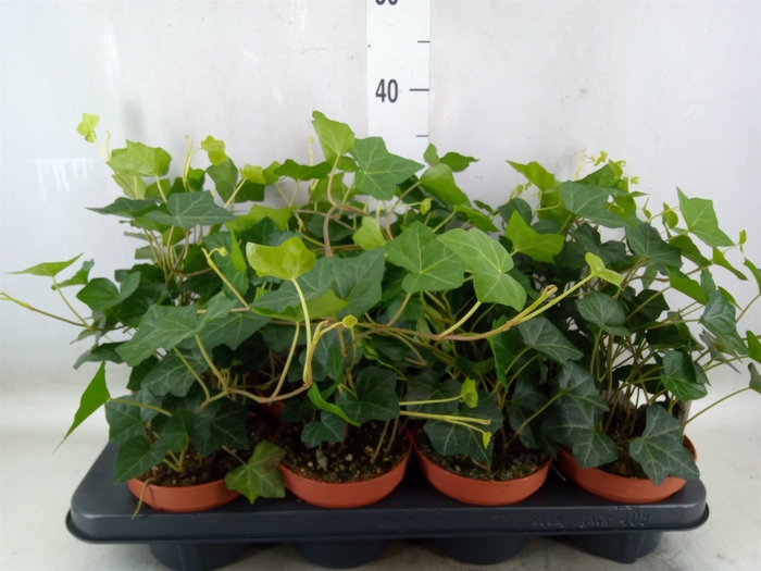 <h4>Hedera hibernica</h4>