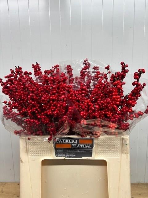 <h4>ILEX VE RODE BES</h4>