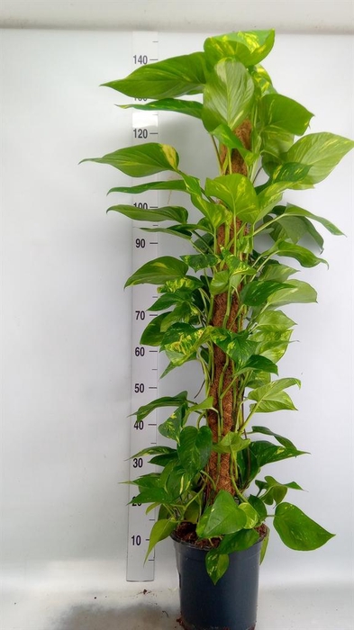 <h4>Epipremnum pinn. ...moss stick</h4>