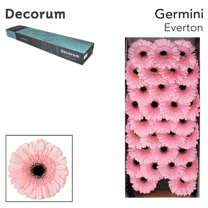 <h4>GE MI EVERTON Doos x60</h4>