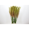 Eremurus Cleopatra