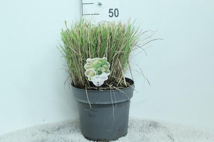 Miscanthus sinensis 'Adagio'