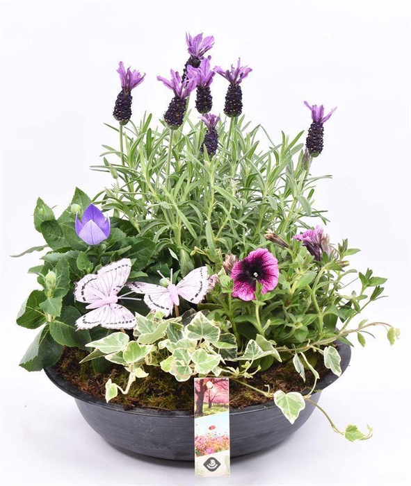 <h4>Zink schaal antriciet 29cm</h4>