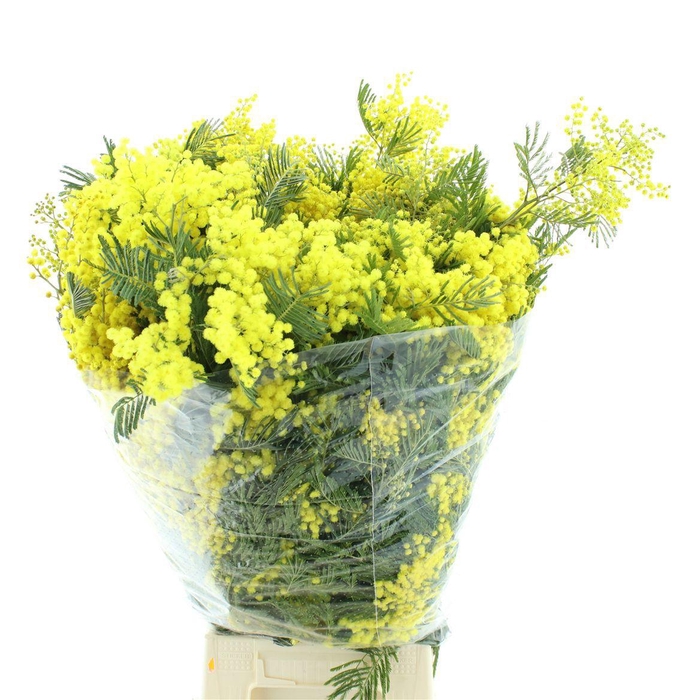 <h4>ACACIA DEALBATA BS</h4>